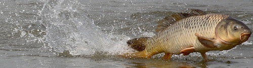 36739895_world_biggest_carp_3.jpg